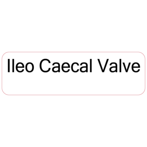 Ileo Caecal Valve,- 40 x 12, PAPER, Black print on White Label. 800 per roll