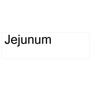 Jejunum - 40 x 12, PAPER, Black print on White Label. 800 per roll
