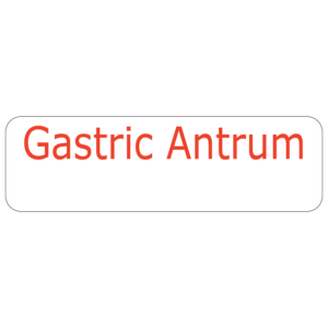 Gastric Antrum - 40 x 12, PAPER, RED print on White Label, 800 per roll
