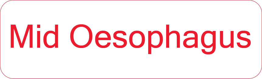 Mid Oesophagus - 40 x 12, PAPER, Red print on White Label, 800 per roll