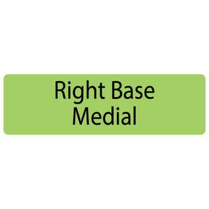 Right Base Medial, 40 x 12, PAPER, Black print on Green Label, 800 per roll