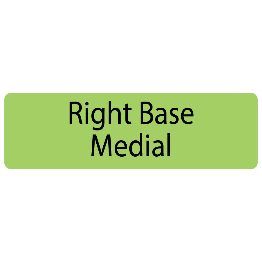 Right Base Medial, 40 x 12, PAPER, Black print on Green Label, 800 per roll
