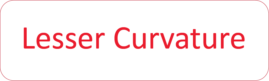 LESSER CURVATURE - 40 x 12, PAPER, Red print on White Label, 800 per roll