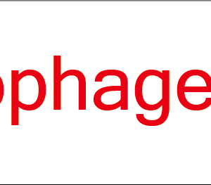 Oesophageal Bx - 40 x 12, PAPER, Red print on White Label, 800 per roll