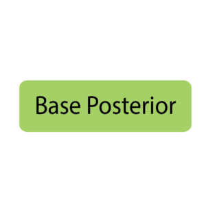 Base Posterior - 40 x 12, PAPER, Black print on Green Label, 800 per roll